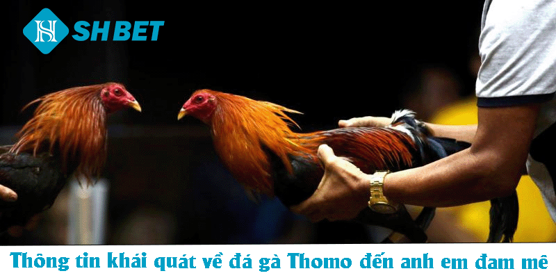 Thông tin khái quát về đá gà Thomo đến anh em đam mê