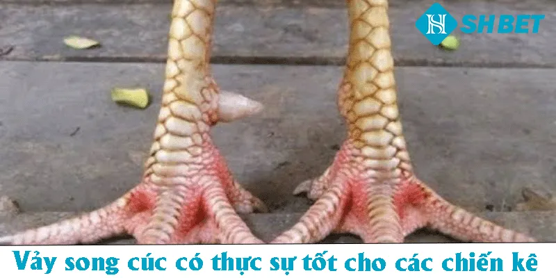Vảy song cúc có thực sự tốt cho các chiến kê